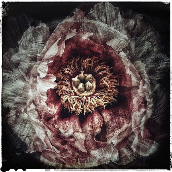 Photograph Iuliia Akhulkova A Peony Tale on One Eyeland